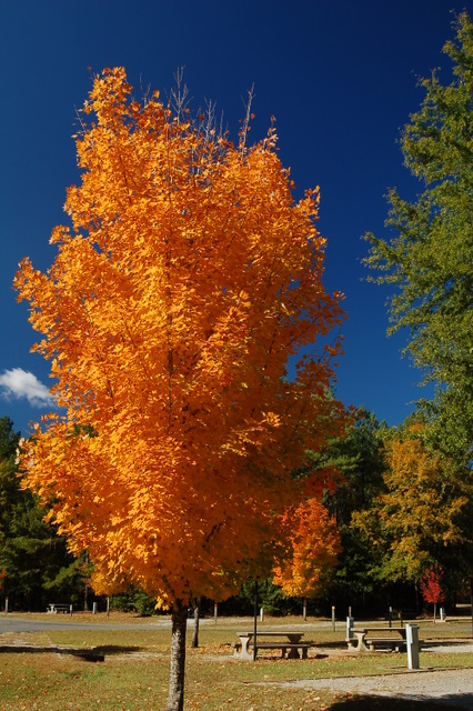 fall in high springs sp